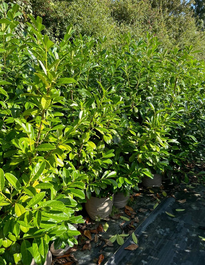 20 Cherry Laurel Hedging Plants, 10L Pots and 15L Bags  5-6FT 150-180cm