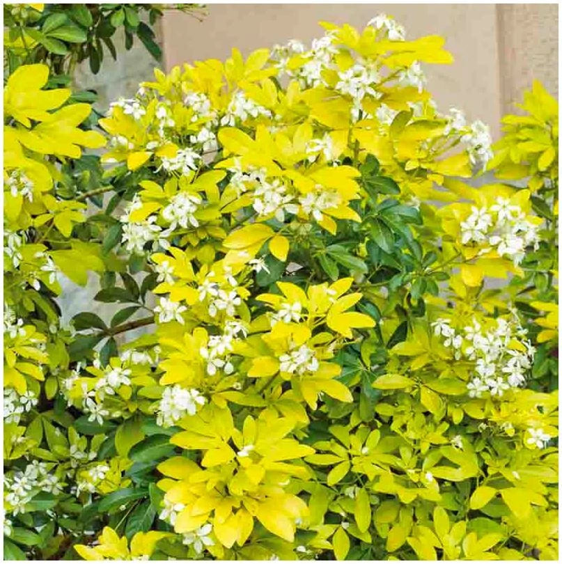 Pair of Choisya Mexican Orange 'Sundance' | Multi-Pack | Pot Plants | Shrubs