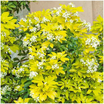 Pair of Choisya Mexican Orange 'Sundance' | Multi-Pack | Pot Plants | Shrubs