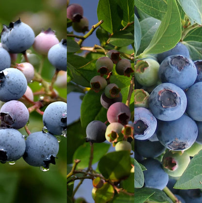 3 x Blueberry Plant Mix inc Vars Like Bluecrop