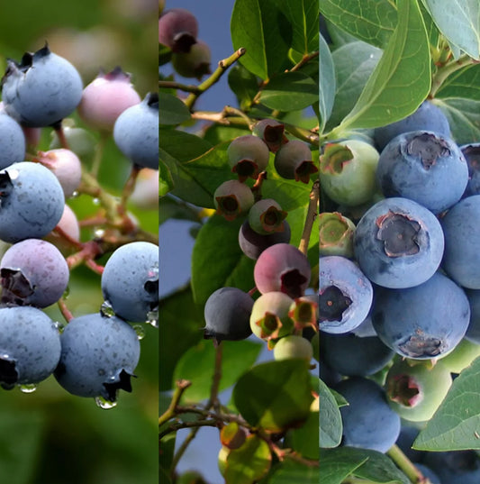 3 x Blueberry Plant Mix inc Vars Like Bluecrop