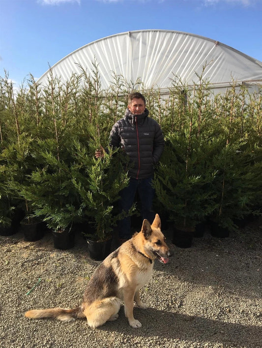 Green Leylandii Hedging Trees 6ft Extra Large Pallet of 10 in 7.5 Litre Pots