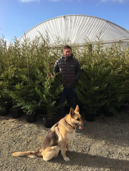 Green Leylandii Hedging Trees 6ft Extra Large Pallet of 10 in 7.5 Litre Pots