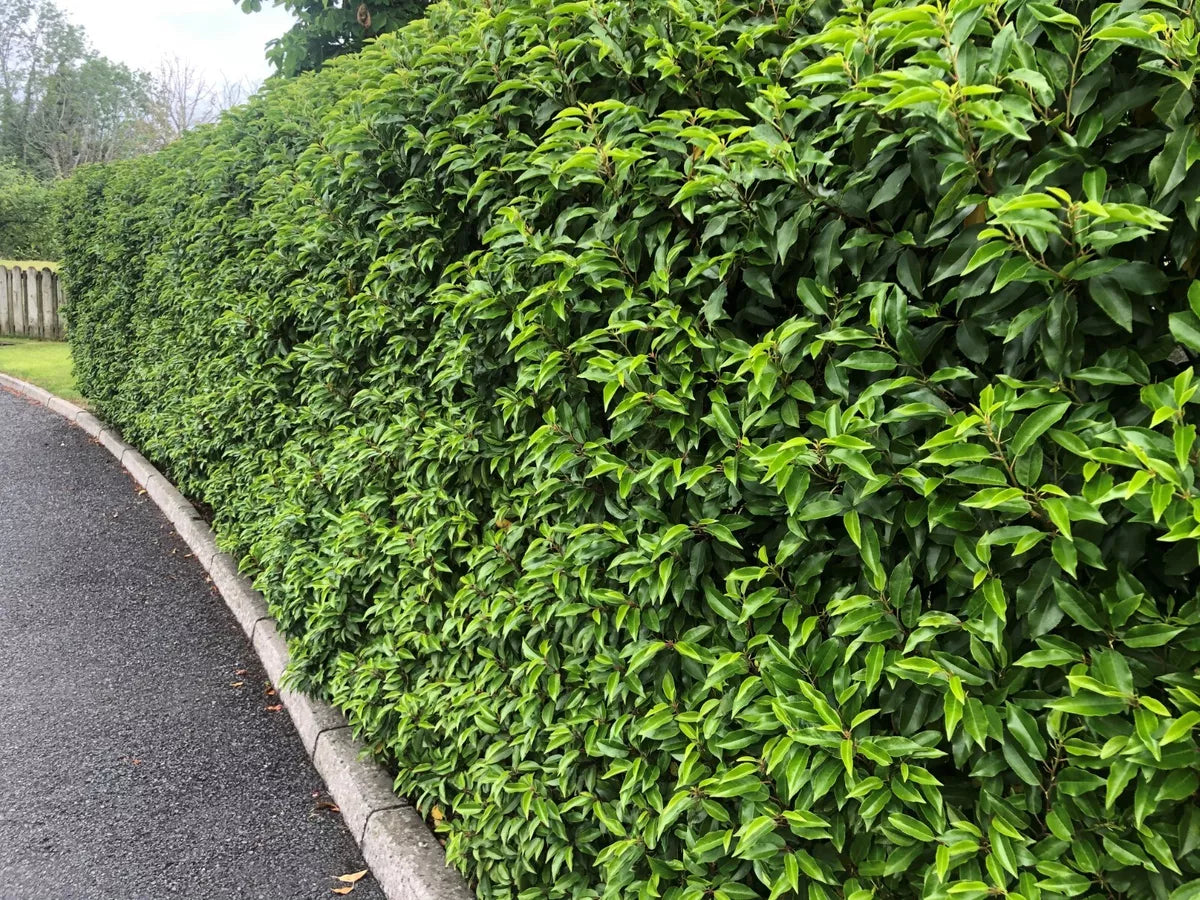 10 Portuguese Laurel Evergreen Hedging Plants 2-3ft Fast Growing 3 Litre Pots