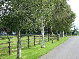 1 Silver Birch Jacquemontii 5-6ft in Pot Tree Himalayan White Birch Betula 2L Pot