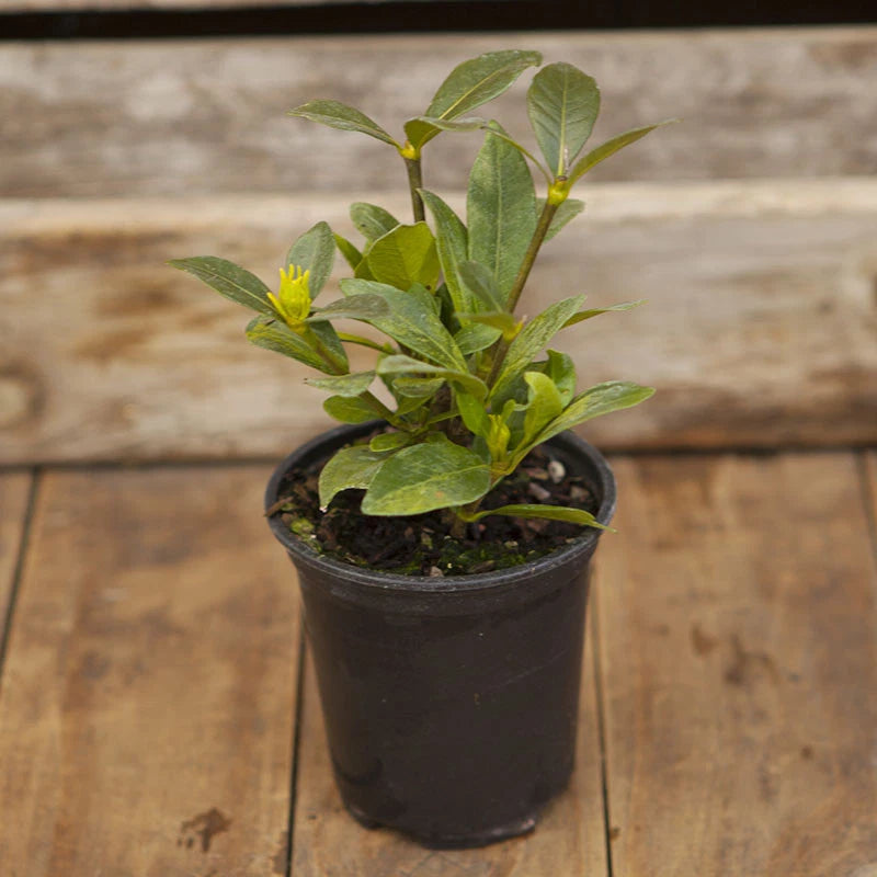 1 X GARDENIA JASMINOIDES CAPE JASMINE HEALTHY ORNAMENTAL INDOOR PLANT IN POT