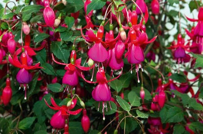Fuchsia Hardy Climbing 'Pink Fizz' Summer Plug Plants Pack x6