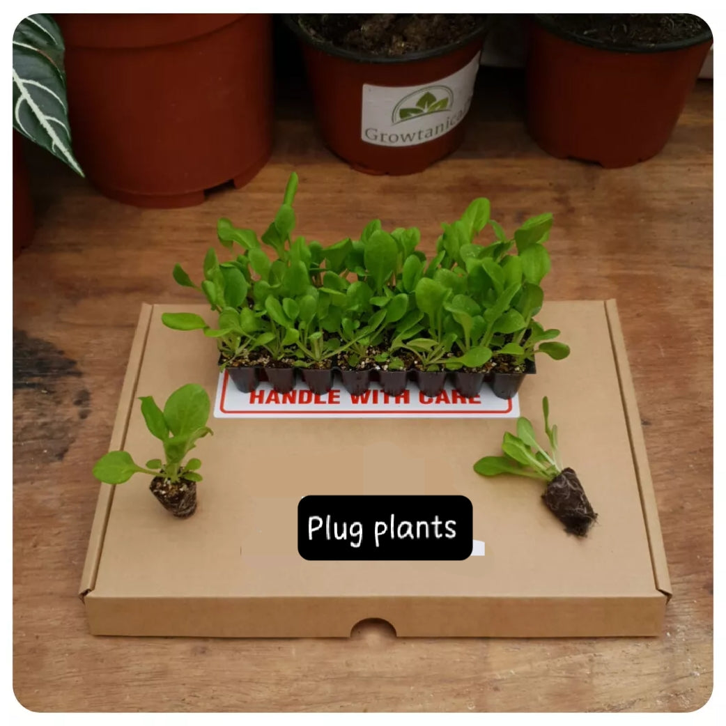 Petunia Super Cascade Mini Bedding / Basket Plug Plants x 24 For Potting On
