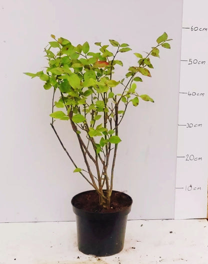 Garden Shrub Pack – 10 mature shrubs in 2-3 litre pots
