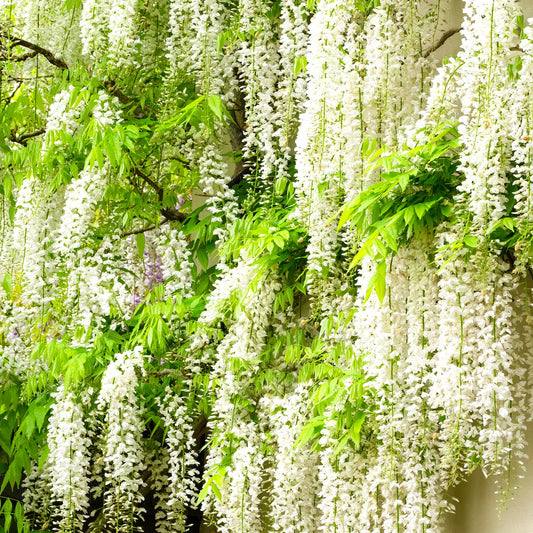 Wisteria Alba | White Flowering Deciduous Hardy Climbing Garden Shrub Plant