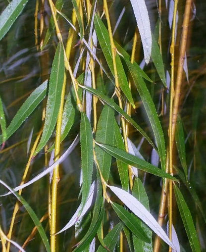 5 Weeping Willow Cuttings (Salix Babylonica) Unrooted
