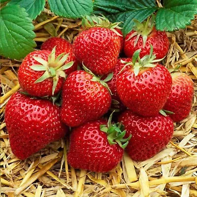 12 x Strawberry Cambridge Favourite Bare Roots - Grow Your Own Strawberries