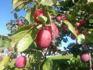 Big Juicy Victoria Plum Tree 4ft Tall In 6L Pot, Ready to Fruit, Self Fertile