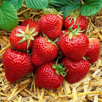 20 x Strawberry 'Cambridge Favourite' Bare Roots - Free Spent Mushroom Compost