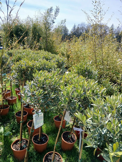 Olive Tree Large Approx 150cm Tall 25L UK Hardy Evergreen Patio Plant Healthy