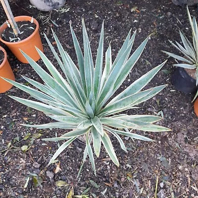 Yucca gloriosa 'Variegata' 75cm tall UK hardy evergreen 12L "Spanish dagger"
