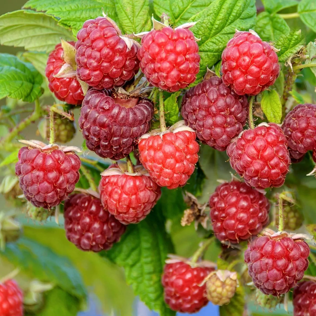 Raspberry Autumn Bliss Bare Root 10 x Canes - Grow Your Own Fresh Raspberries