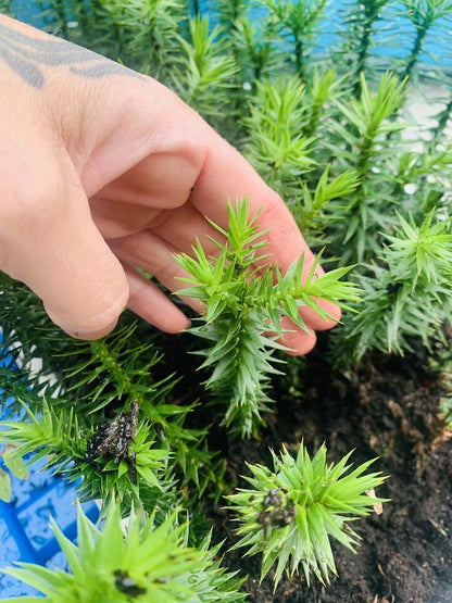 MONKEY PUZZLE (araucaria araucana) SEEDLINGS