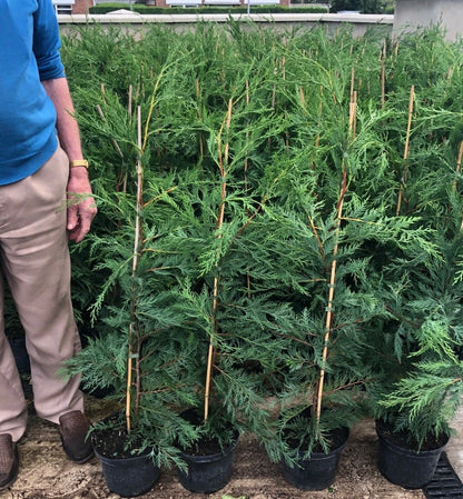 10 Green Leylandii Cupressocyparis Leylandii Hedging Trees 3-4ft in 3 Litre Pots