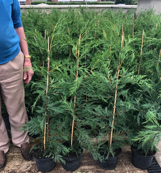 10 Green Leylandii Cupressocyparis Leylandii Hedging Trees 3-4ft in 3 Litre Pots