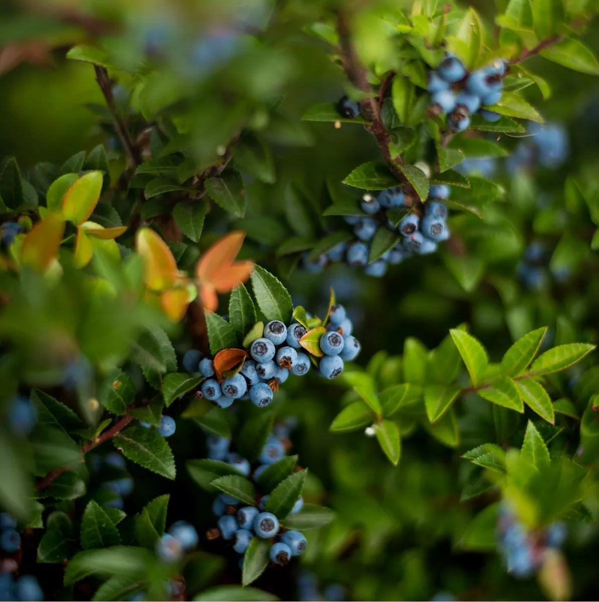 3 x Blueberry Plant Mix inc Vars Like Bluecrop