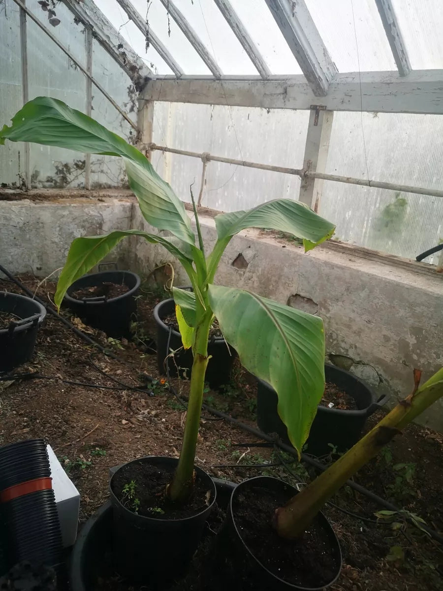 Musa Basjoo Japanese banana plant,3Lpot60-80cms tall,Gorgeous tropical foliage