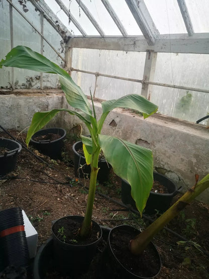 Musa Basjoo Japanese banana plant,3Lpot60-80cms tall,Gorgeous tropical foliage