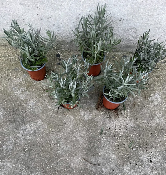 5 Lavender Munstead Plants In 9 Cm Pots