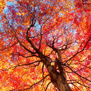 Acer Rubrum 'Sun Valley' / Maple In 2L Pot Stunning Autumn Colours
