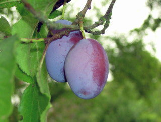Opal Plum Tree 4-5ft In 6L Pot, Self-Fertile, Tasty & Sweet, Ready to Fruit