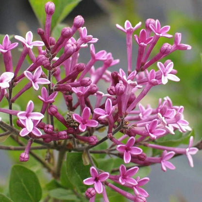 Syringa Flowerfesta Purple in 9cm Pot - Dwarf Korean Scented Lilac Bush