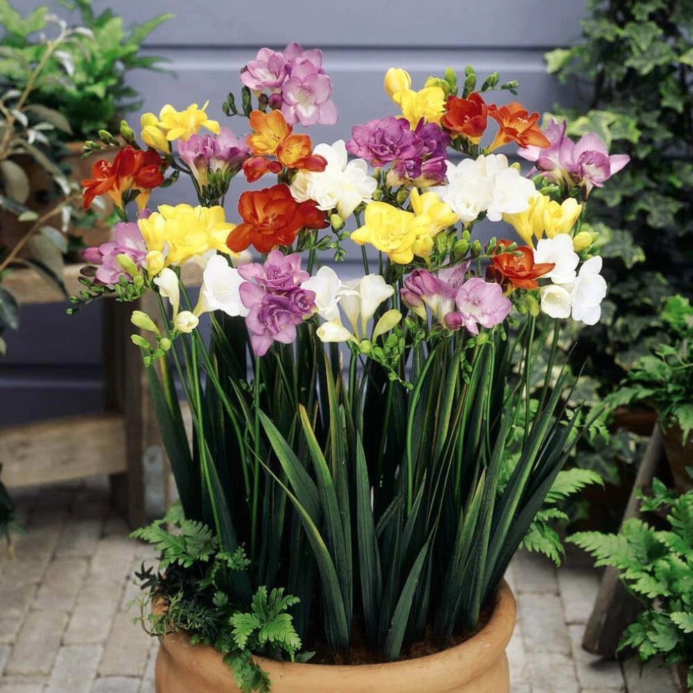 Summer Flowering Bulb Mixed Pack, 300 Bulbs, 7 Varieties for Summer Long Colour