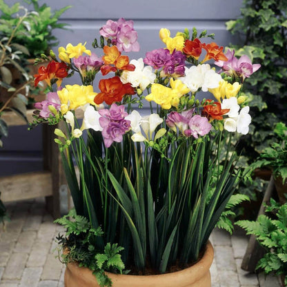 Summer Flowering Bulb Mixed Pack, 300 Bulbs, 7 Varieties for Summer Long Colour