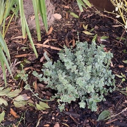 800L Decorative Garden Chip Bark Bale Ideal for Adding a Professional Touch to Beds Borders Containers and Ground