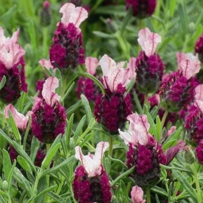 Lavender red plug plants fragrant garden flowers herb perennial shrubs pack of 3