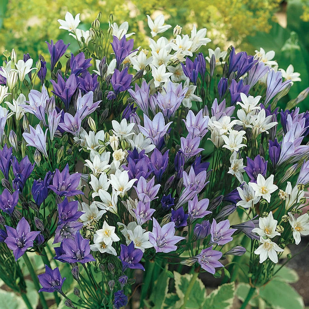 Summer Flowering Bulb Mixed Pack, 300 Bulbs, 7 Varieties for Summer Long Colour