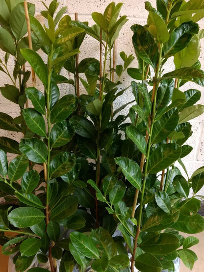 20X CHERRY LAUREL HEDGING PLANTS 80 CM 2 lt POTS EVERGREEN TREES SHRUBS HARDY