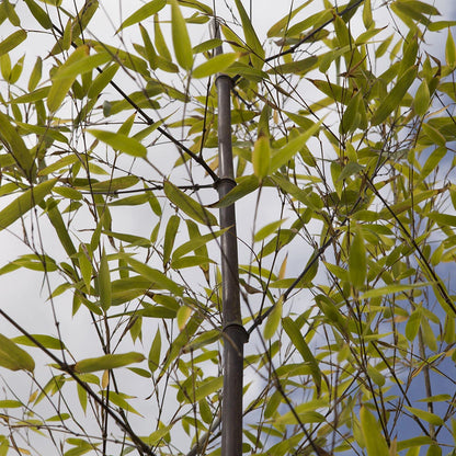 Bamboo Plant, Black Bamboo Phyllostachys Nigra, Hardy, 50-80cm Tall in 3L Pot