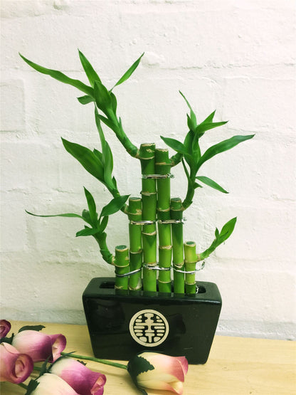 1 LUCKY BAMBOO RIBBON PLANT EVERGREEN INDOOR BONSAI IN CERAMIC POT FOR FENG SHUI