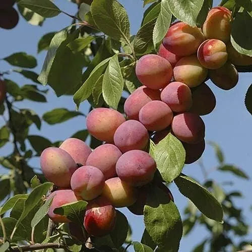 Plum Tree - Sweet Orange Plum - Patio Fruit Tree 2-4ft in 5 Litre Pot