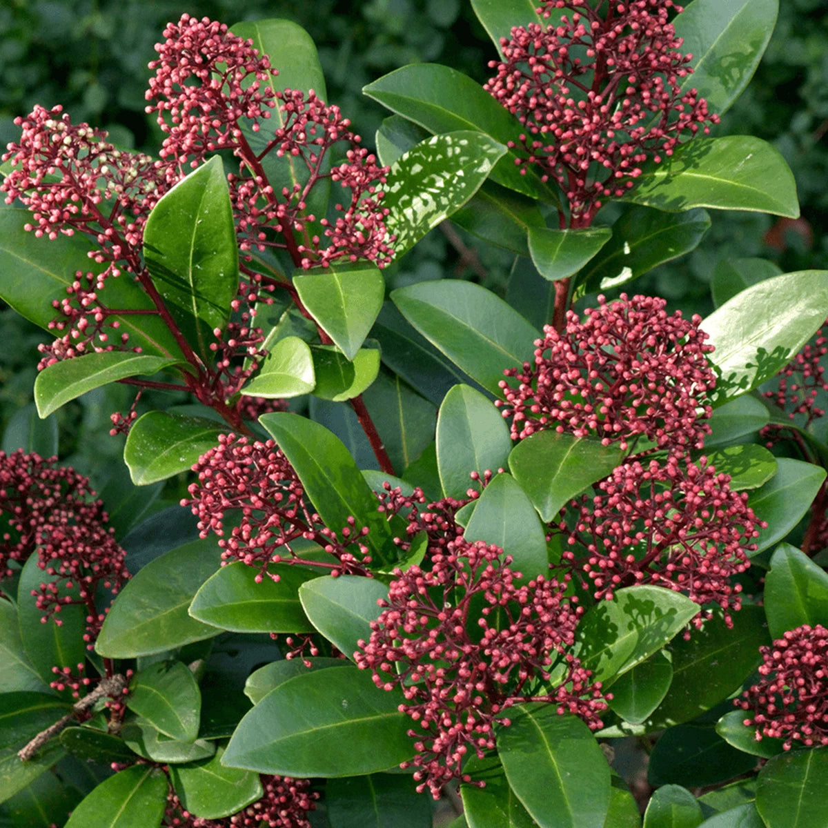 Skimmia japonica Rubella | Beautiful Evergreen Flowering Garden Shrub in Pot
