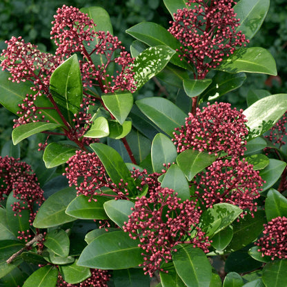 Skimmia japonica Rubella | Beautiful Evergreen Flowering Garden Shrub in Pot