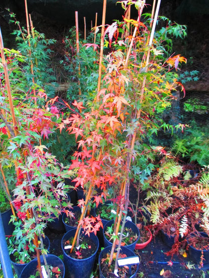 4.5ft-5ft inc. pot Japanese Maple  Acer palmatum, 7litre pot
