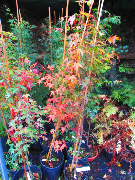 4.5ft-5ft inc. pot Japanese Maple  Acer palmatum, 7litre pot