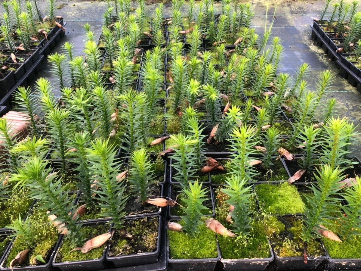 Monkey Puzzle Tree Seedlings Collection, Single Plant, 7cm pots