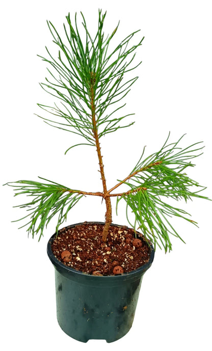 Japanese Black Pine,20–30cm Live Hardy Evergreen Tree,UK Grown,Garden&Decoration
