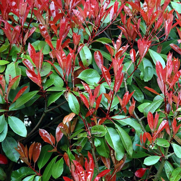 10x PHOTINIA RED ROBIN BUSH PLANTS 2LT POT SHRUBS WHITE FLOWERS HEDGING 2.5 FOOT