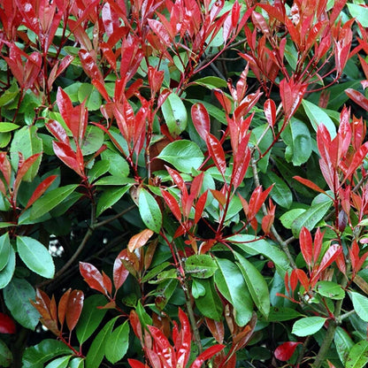 10x PHOTINIA RED ROBIN BUSH PLANTS 2LT POT SHRUBS WHITE FLOWERS HEDGING 2.5 FOOT