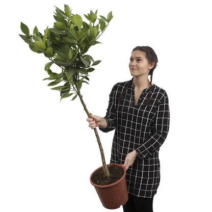 Citrus Lemon Tree, Approximately 80cm Tall in 4 Litre Pot, Citrus Fruit Tree