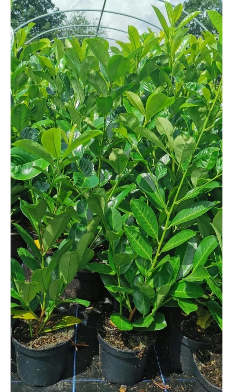 20 x Cherry Laurel Evergreen Hedging Fast Growing  60-90cm 2ltr Pots
